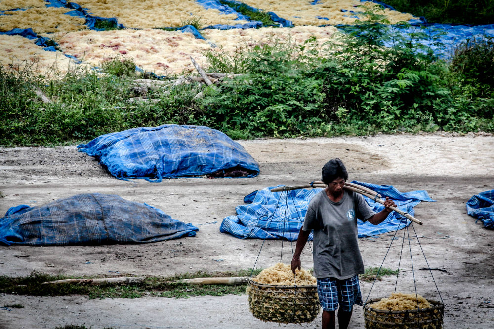 Several times a day the seaweed is carried.
