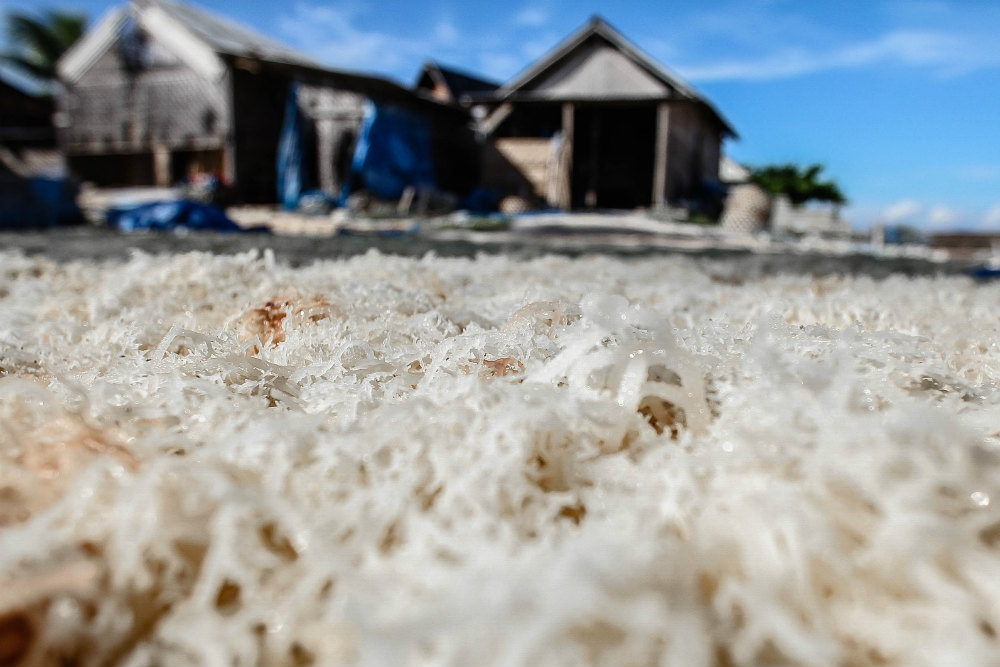 After a month in the water, the seaweed is collected and put out to dry.