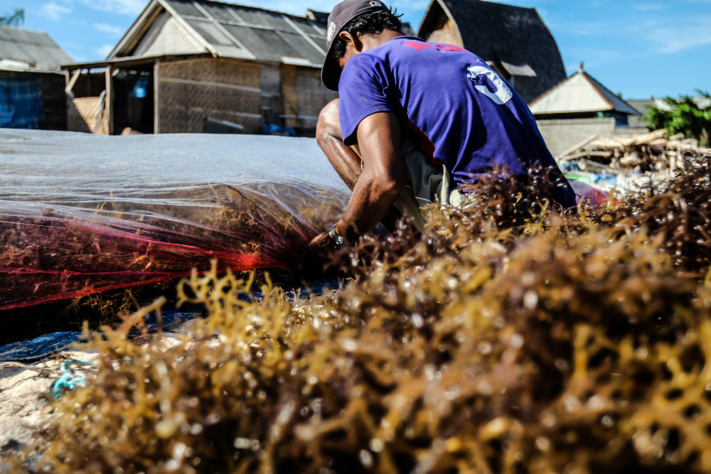 The seaweed is covered with sheets of foil.