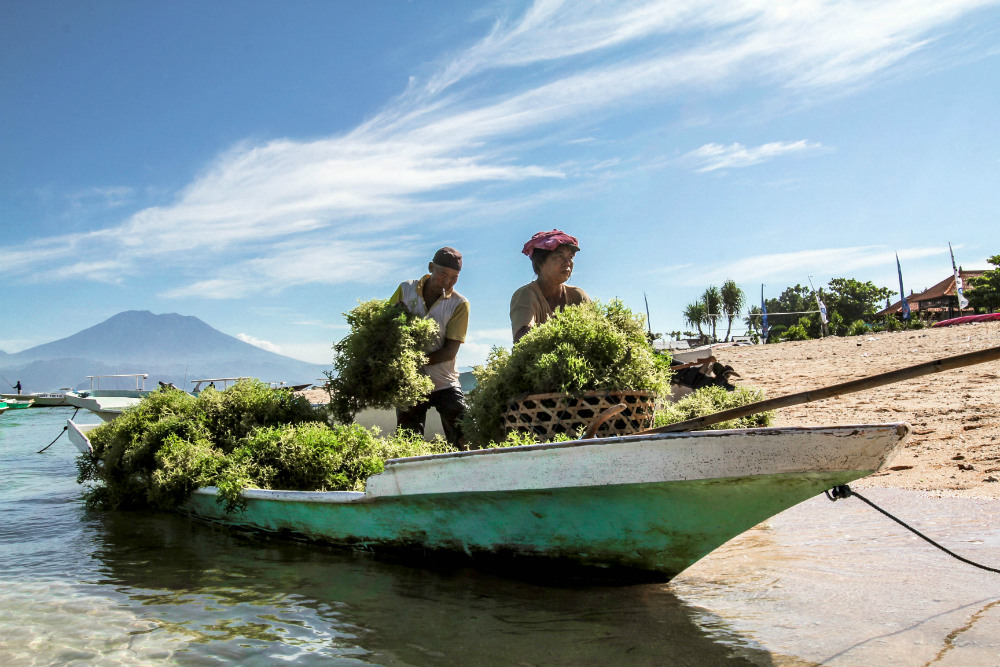 Two farmers loading freshly collected seaweed into baskets. Seaweed is a commodity traded in the international market, though farmers face challenges like fluctuating market prices, lack of access to capital as well as natural conditions like tropical sto
