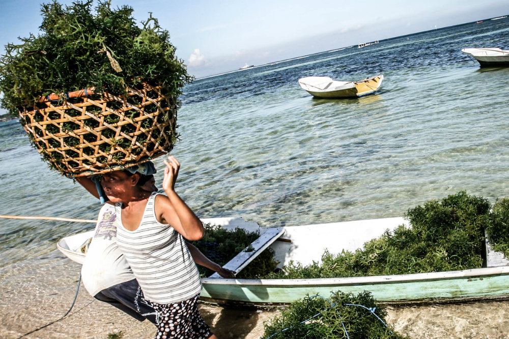 When a boat with seaweed arrives, it is brought to the land in baskets and put to dry on the sand.