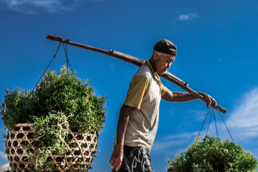 Baskets suspended at the ends of a rod carried on the shoulder.