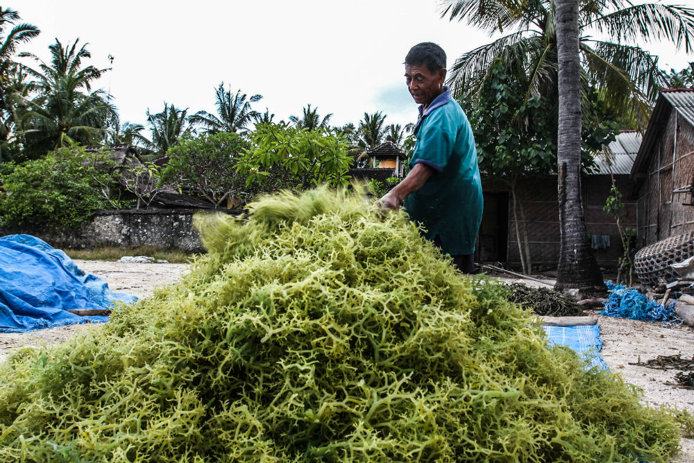 The vast majority of the world’s seaweed is grown in Asia where seaweed farming has proven, in parts, to be a more lucrative and reliable source of income than fishing. Nusa Lembongan, Indonesia.