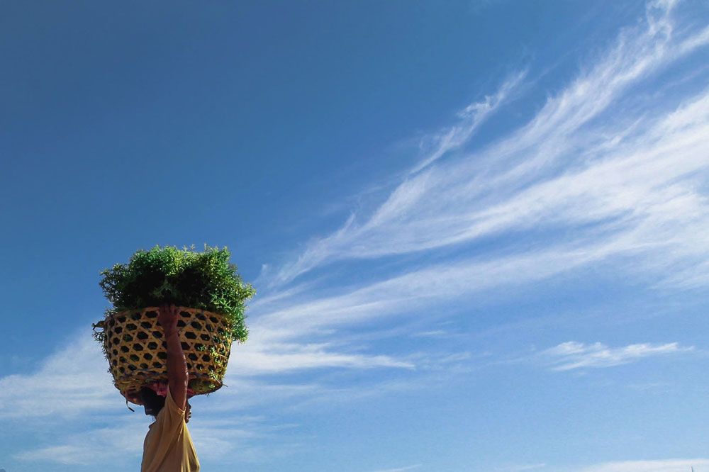 A woman carrying a basket full of seaweed.