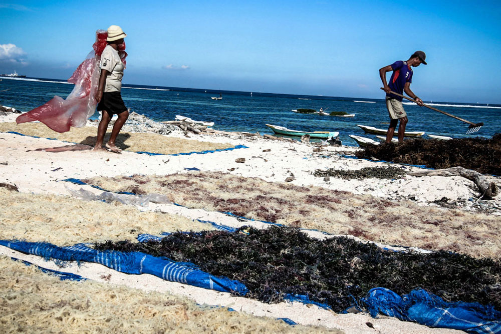 Sun-drying seaweed covers large areas of beach.